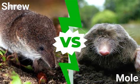 Shrew Vs Mole 5 Key Differences Az Animals
