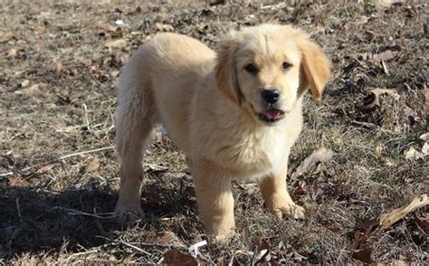 Golden retriever puppies ct for sale. Golden Retriever Puppies For Sale | New Haven, CT #246770