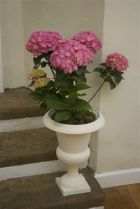 hydrangea-plants-in-urns-flowers-designs-and-created-for