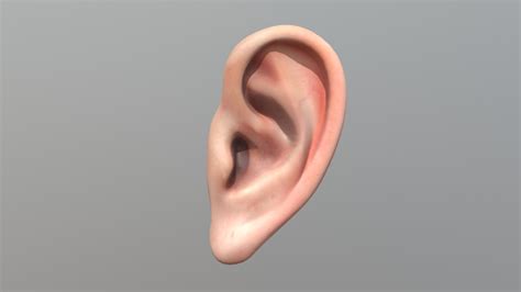 Ear With Texture 3d Model By Missclicked Tweekismic F67bb4d