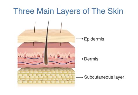Understanding Our Skin You Might Be Surprised To Know That By Dr