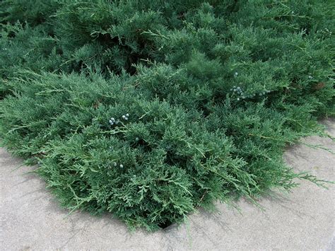 How To Grow Juniper Growing And Caring For Junipers