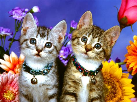 Kittens And Flowers Wallpaper 64 Images