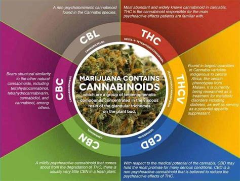 Cannabis Cannabinoid 101 Understanding The Basics