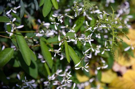 10 Best Shrubs With White Flowers 2022