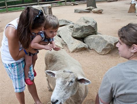 Petting Zoo Fun Atlanta Zoo Zoo Animals Zoo