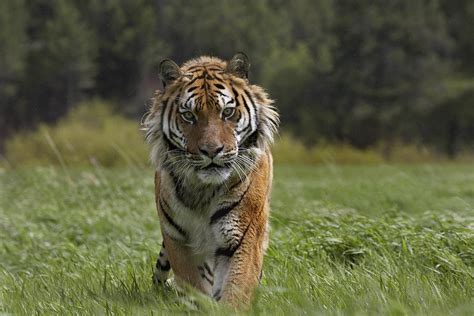 Siberian Tiger Walking Endangered Photograph By Tim Fitzharris Fine