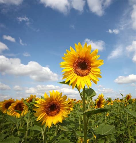 Sunflower Under Blue Sky Stock Photo Image Of Blue Plantation 11332724