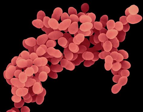 Staphylococcus Aureus 28 Photograph By Dennis Kunkel Microscopy