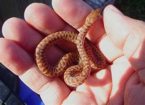 20 Tiny Pet Snakes That Stay Small Beginner Snake Breed Guide Pets