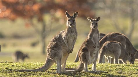 Kangaroos The Humane Society Of The United States
