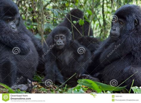 Three Gorillas Stock Image Image Of Mamma Reserve Three 19201451
