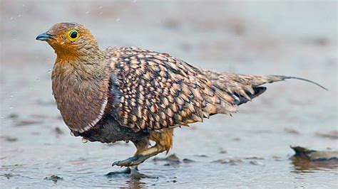 Namaqua Sandgrouse Bird Carry Water In Its Feathers Youtube