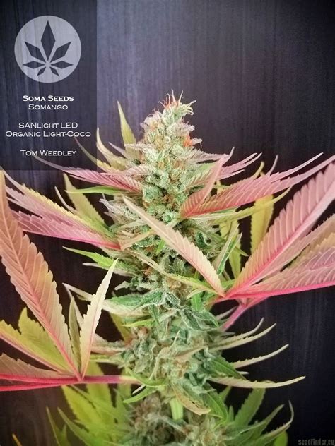 Somango Soma Seeds Cannabis Strain Info