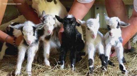 Rare Quintuplet Baby Goats Born In Currituck County
