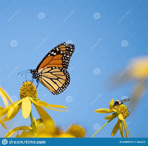 Monarch Butterfly On Yellow Wildflower Stock Image Image Of Macro