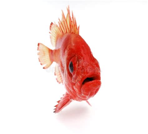 Red Snapper Stock Photo Image Of Snapper Fishing Aquatic 5386490