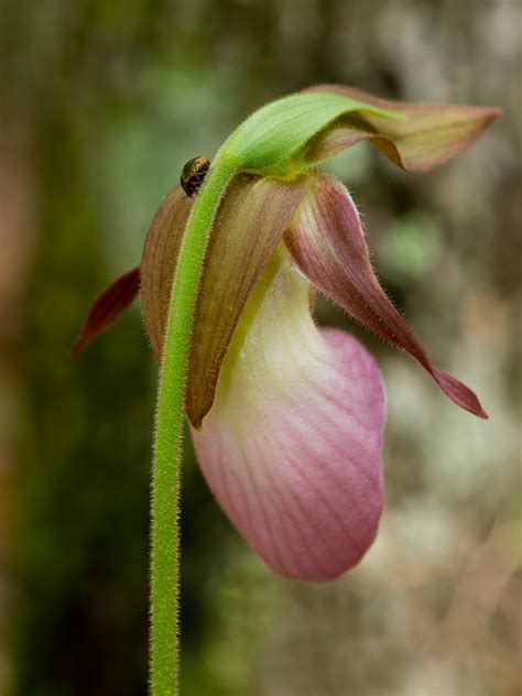 Cypripedium Acaule Pink Lady S Slipper Orchid Complete W Flickr