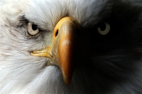 Michigan S Bald Eagles Are The Most Contaminated Birds In The World Inhabitat Green Design