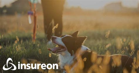 Pet Care Business Insurance Quotes | Insureon