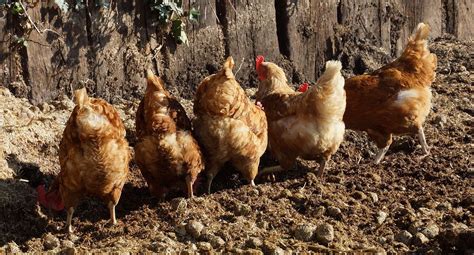 how to raise backyard chickens ~farm and dairy chicken manure chicken farm wyandotte hen