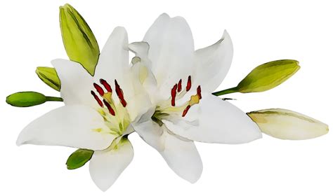 Easter White Lilies Png High Quality Image Png Arts