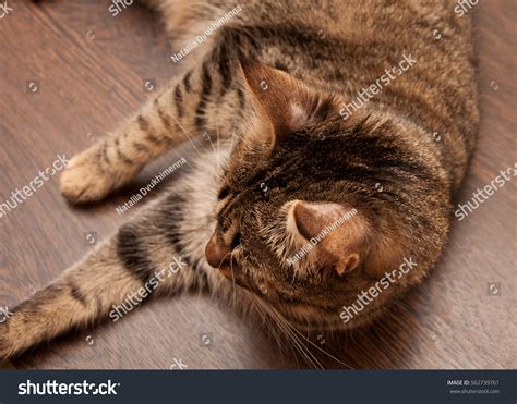 Ringworm Cat Bald Spots Cats Ears Foto Stok 562739761 Shutterstock