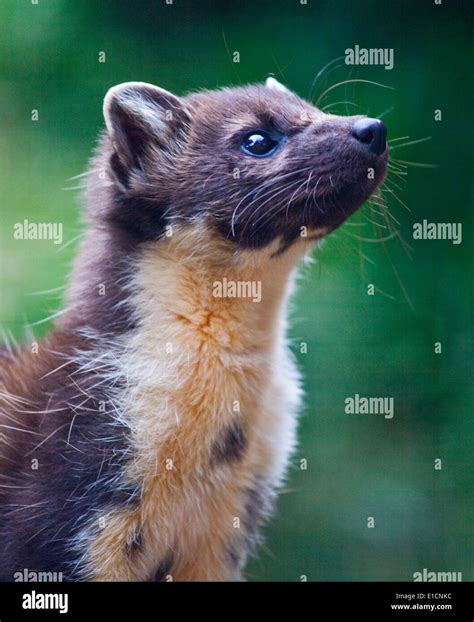 Mustela Martes Hi Res Stock Photography And Images Alamy