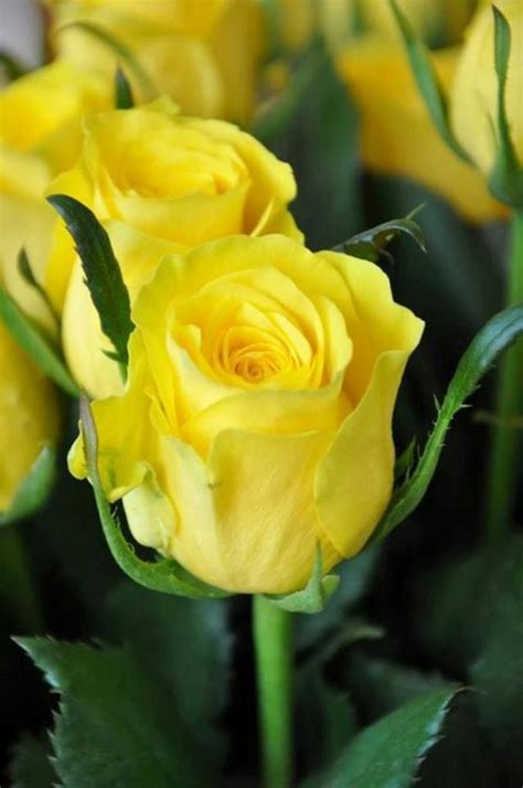 Mawar Kuning Simbol Persahabatan Love Rose Amazing Flowers My