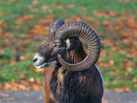 9 Species With Curly Horns