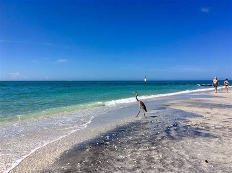 stump pass beach state park englewood all you need to know before you go in 2022 state