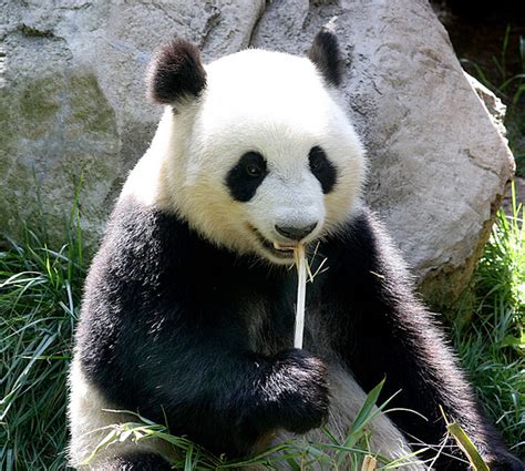 √ Baby Panda Pictures Of Pandas Eating Bamboo 293890 Saesipjosqldd