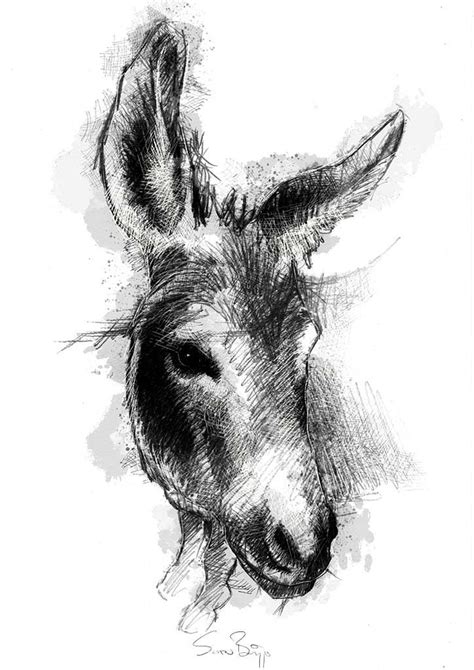 Donkey Seanbriggs Animal Drawings Sketches Animal Drawings Canvas