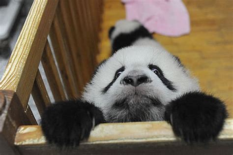 Cute Baby Pandas Playpen Escape Pictures Mirror Online