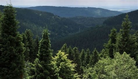 Turquía Prevé Plantación De 11 Millones De árboles En 3 Horas Ecos Del Estado