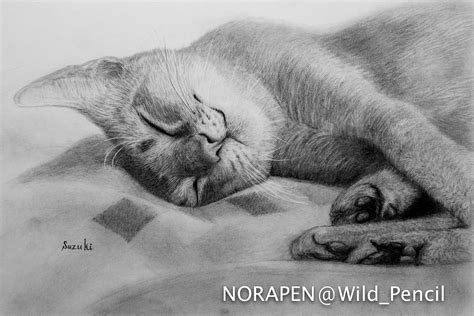Pencil Drawing Sleeping Cat Abyssinian On Behance