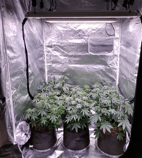 Which LED Grow Lights Are Best for Growing Cannabis? | Grow Weed Easy