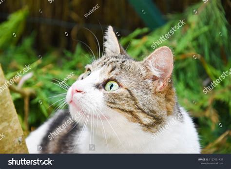 Cute Cat Outside Stock Photo 1127691437 Shutterstock