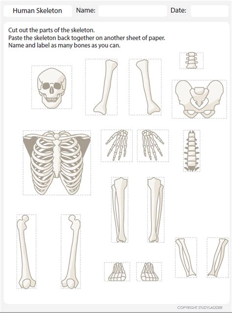 Human Skeleton Cut And Paste Then Label Studyladder Interactive
