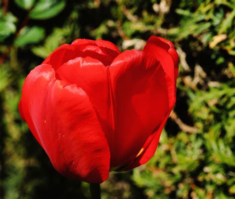 Fotos Gratis Naturaleza Flor Pétalo Florecer Perspectiva Tulipán