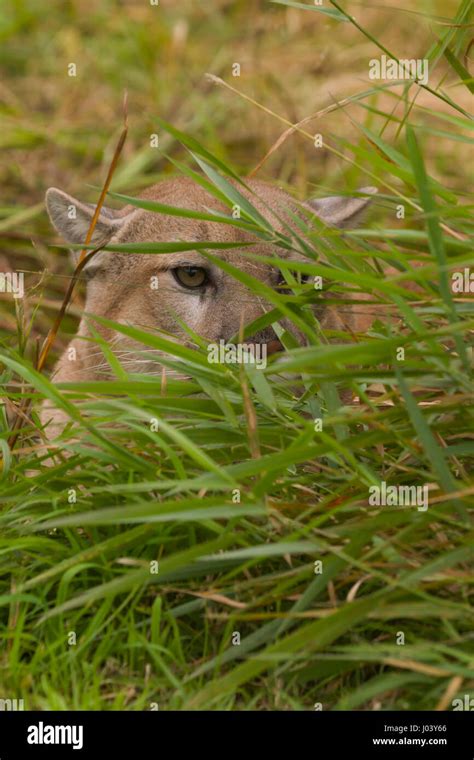 Cougar Felis Concolor Male 9 Or 10 Years Old Hiding In Grass Stock