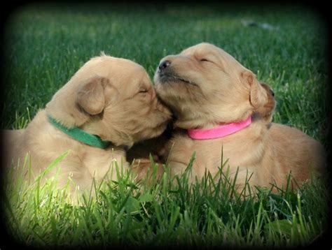 Akc Golden Retriever Puppy Kisses Windy Knoll Golden Retrievers