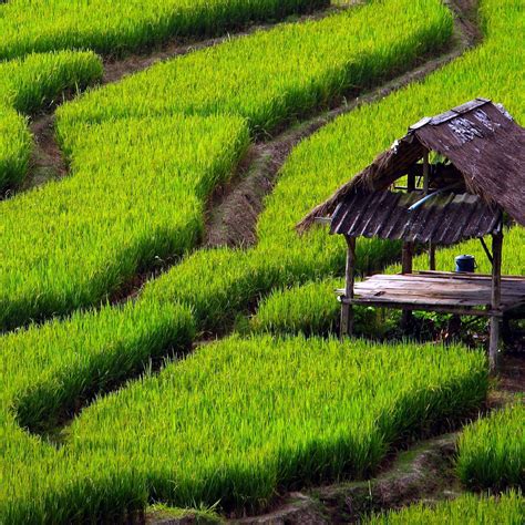 Rice Field Wallpapers Wallpaper Cave