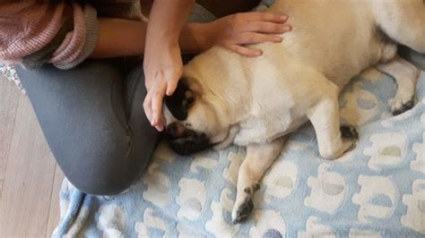 Le Massage Canin Pour Votre Chien Parlez Vous Chien