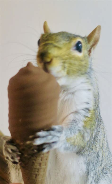 Pearl the Squirrel blows her Diet | Up squirrel, Squirrel ...