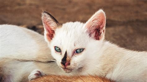 free images kitten fauna close up nose whiskers skin vertebrate thai siamese balinese