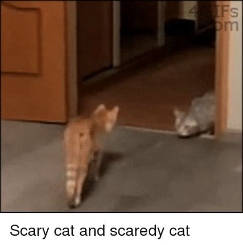 Collect The Inspirational Funny Scaredy Cat Memes Hilarious Pets Pictures