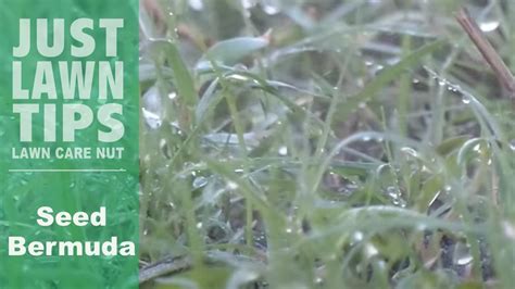 How To Water Bermuda Grass Seed