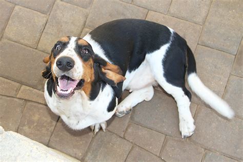 Articles with information from pottermore. Huggable Bassets Family Breeder of Purebred basset hound ...