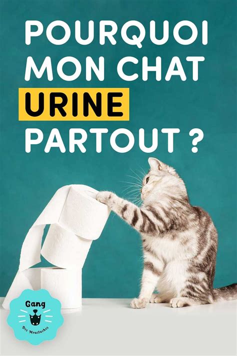 Épinglé Sur Chat